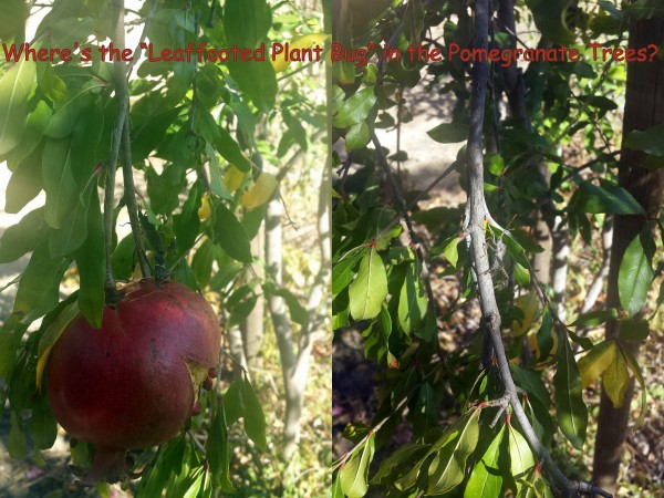 pomegranate_tree_bug_leaffooted
